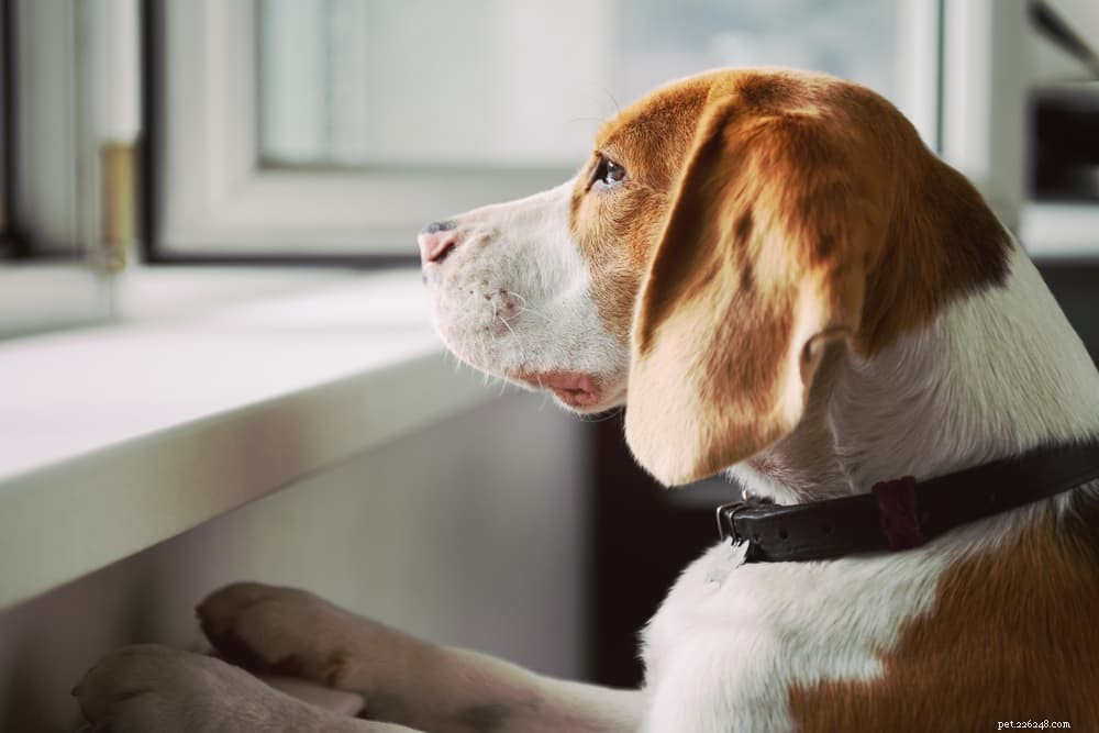 Träning i hundseparationsångest:Tekniker och tips att prova