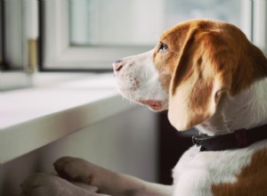 Träning i hundseparationsångest:Tekniker och tips att prova