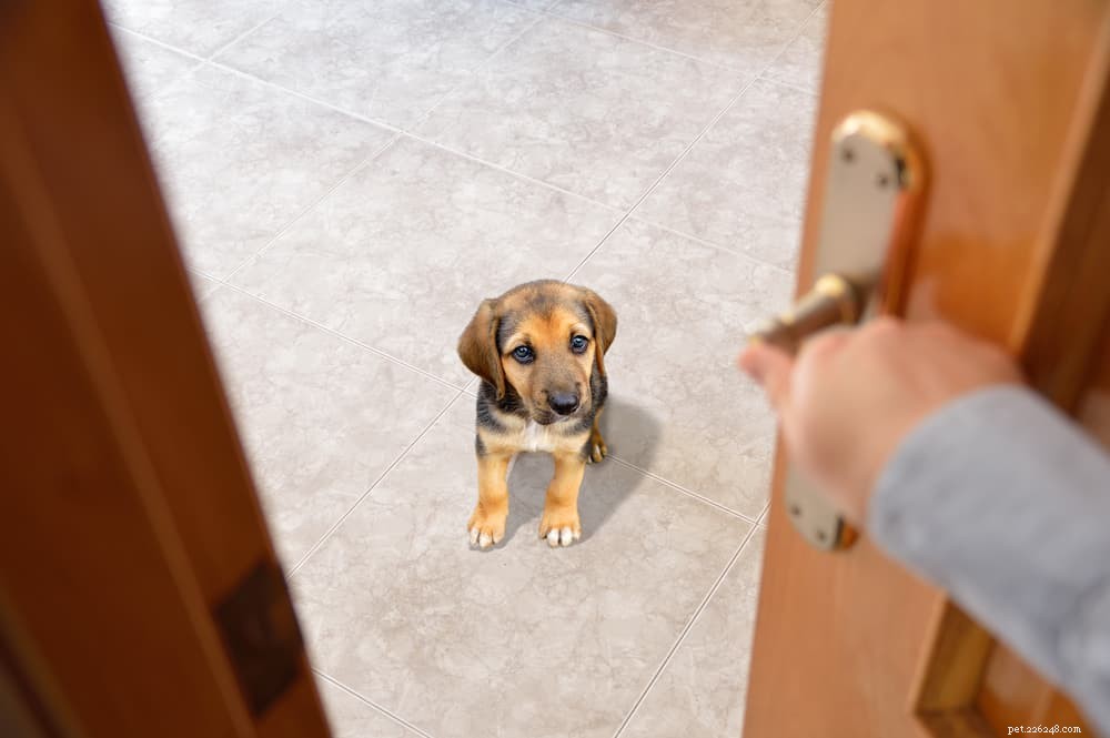 Entraînement à l anxiété de séparation des chiens :techniques et conseils à essayer