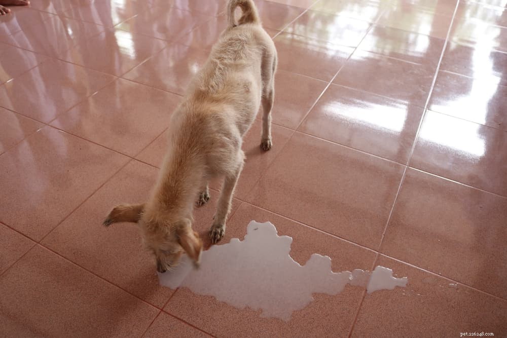 Perché il mio cane lecca il pavimento?