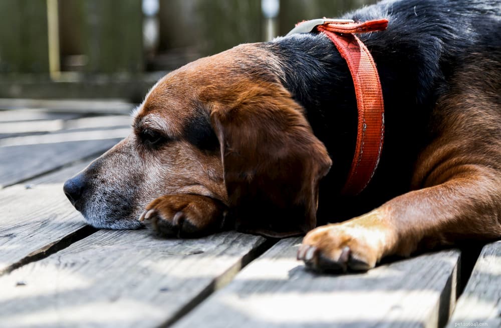 6 lömska tecken på att din hund har ont