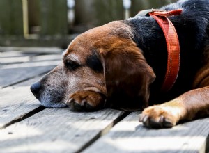 6 záludných známek, že váš pes má bolesti