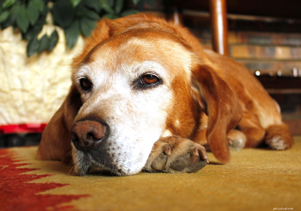 5 modifiche al comportamento del cane da tenere d occhio negli animali anziani
