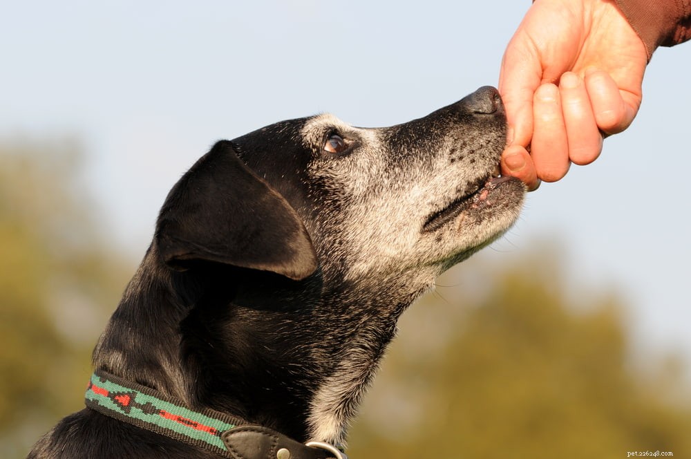 5 gedragsveranderingen van honden om op te letten bij ouder wordende huisdieren