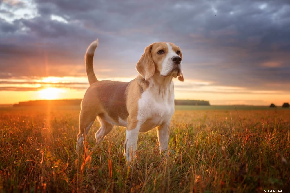 Fakta om hundsvans:information om att vifta, jaga och mer