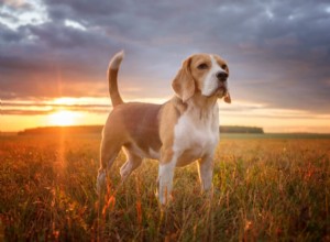 犬のしっぽの事実：振る、追いかけるなどの情報 