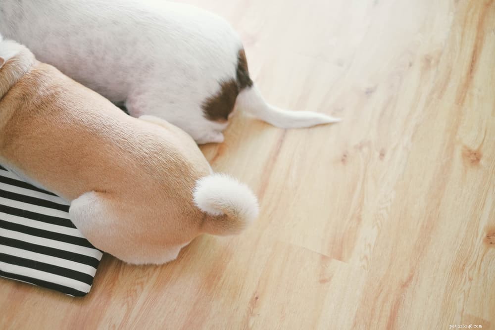 Fatti sulla coda del cane:informazioni su scodinzolamento, inseguimento e altro