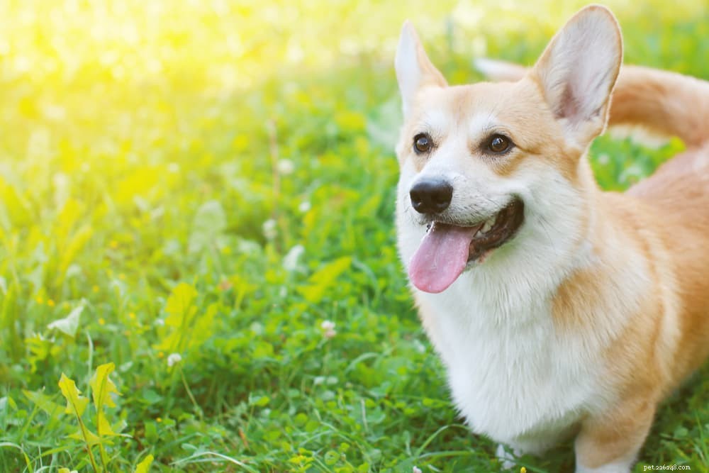 Fakta om hundsvans:information om att vifta, jaga och mer