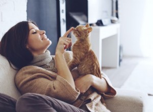 6 простых способов наладить контакт с кошкой дома