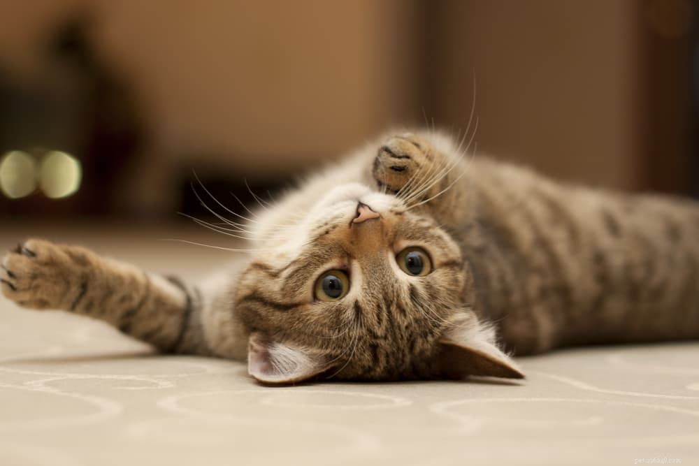 6 maneiras fáceis de se relacionar com seu gato em casa