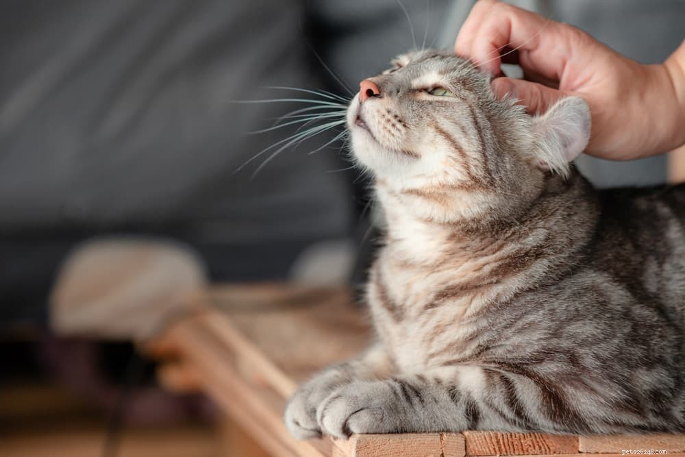 6 eenvoudige manieren om thuis een band met uw kat te krijgen