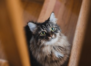 猫が階段を避けているのはなぜですか？ 