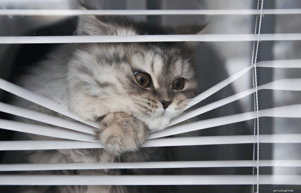 Mají kočky úzkost z odloučení?