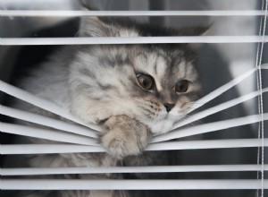 Os gatos têm ansiedade de separação?