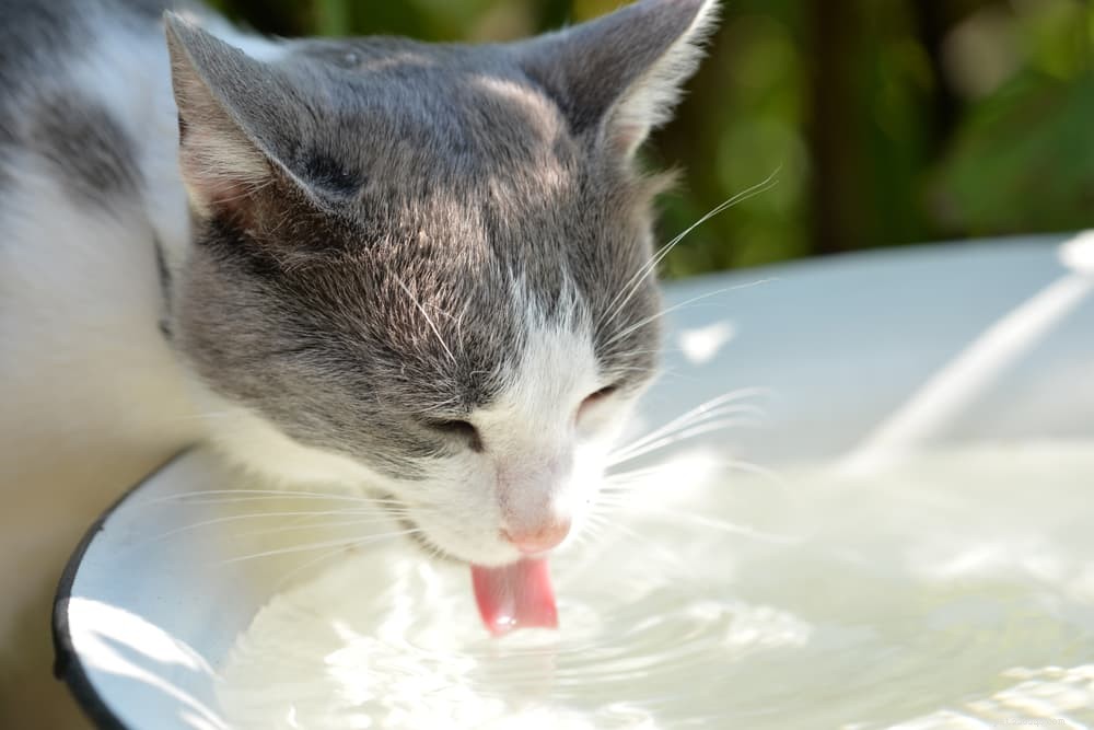 猫は汗をかきますか？ 