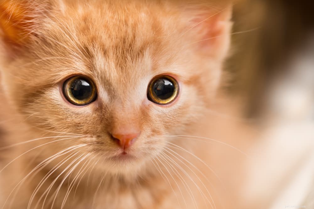 8 choses surprenantes qui stressent les chats