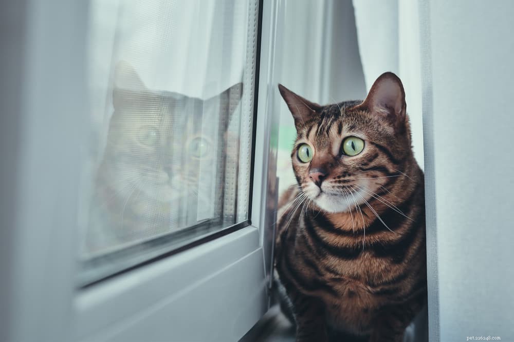8 удивительных вещей, которые вызывают у кошек стресс