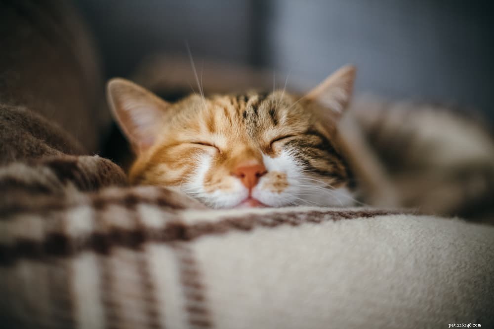 8 verrassende dingen die katten stress bezorgen