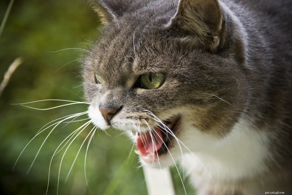 Cat Hissing:alles wat je moet weten