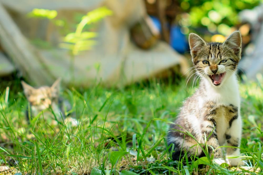 Sifflement de chat :tout ce que vous devez savoir
