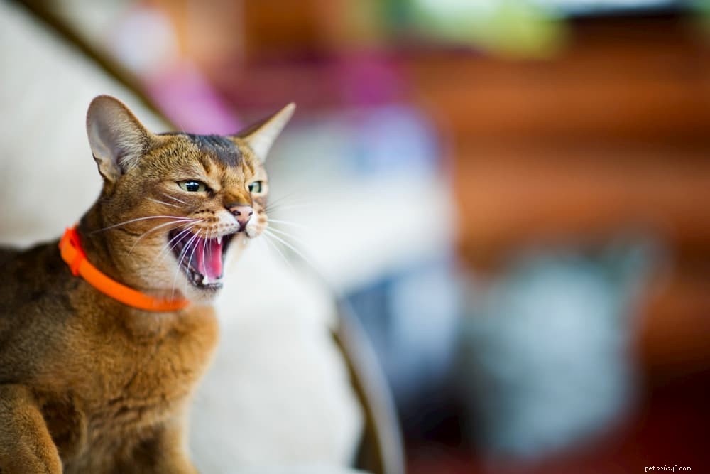 Kočičí syčení:Vše, co potřebujete vědět