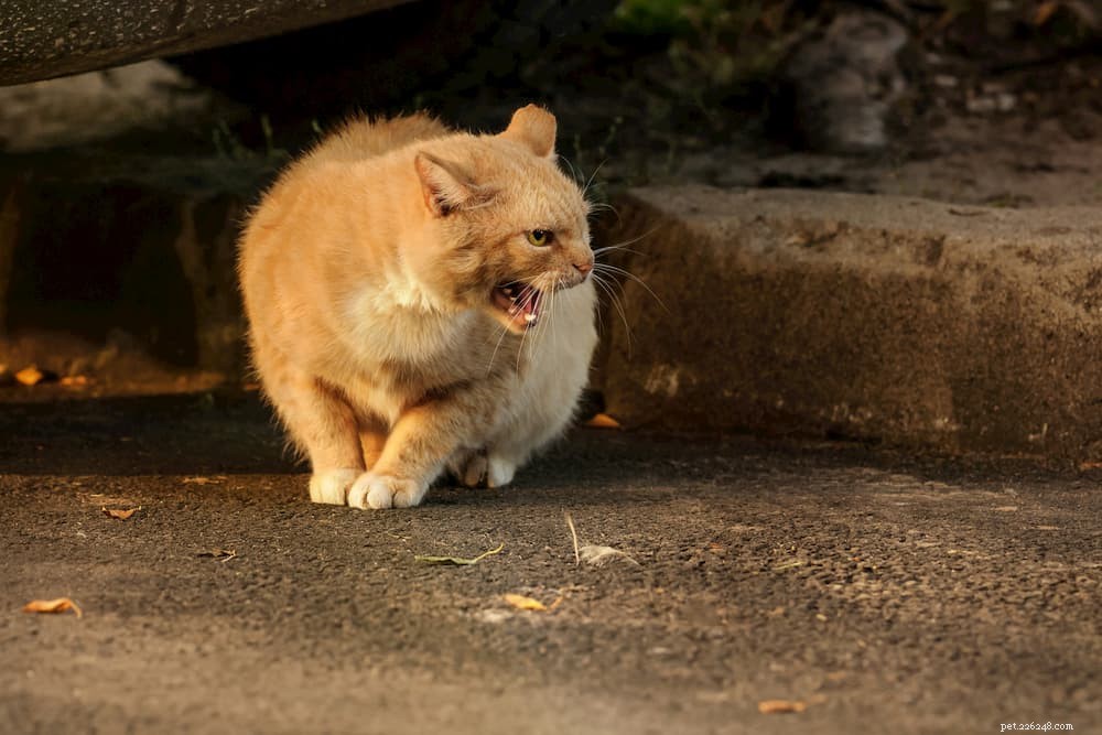 Cat Hissing:alles wat je moet weten