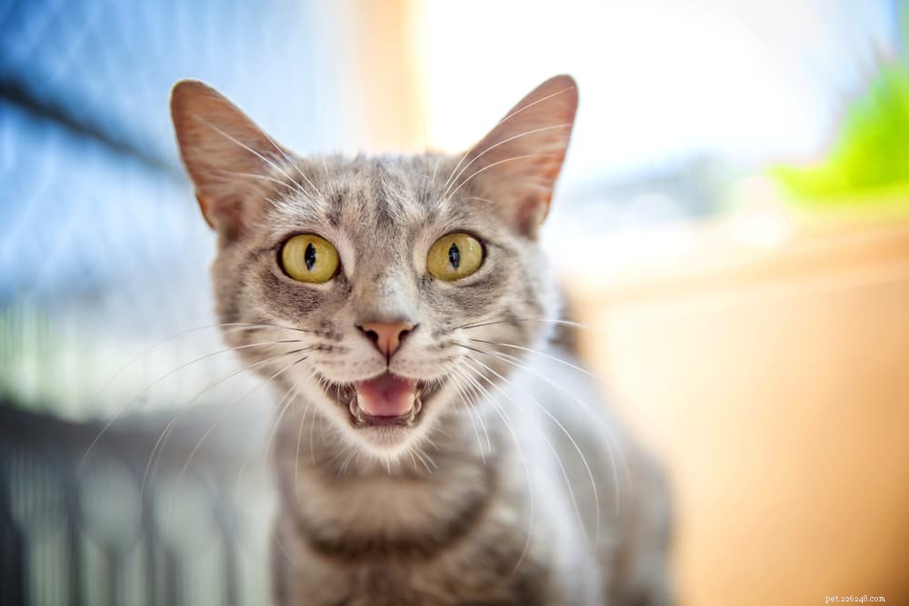 Trinados de gatos:por que eles fazem isso e o que significa