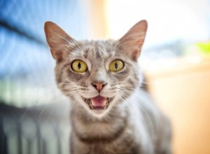 Cat Trilling:perché lo fanno e cosa significa