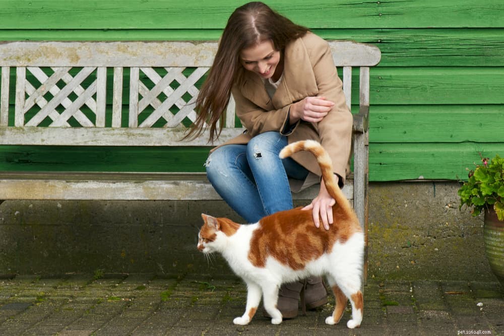 Cat Tail Language:Avkoda din katts snärta
