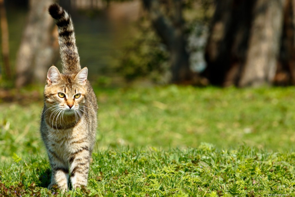 고양이 꼬리 언어:고양이의 제스처 해독