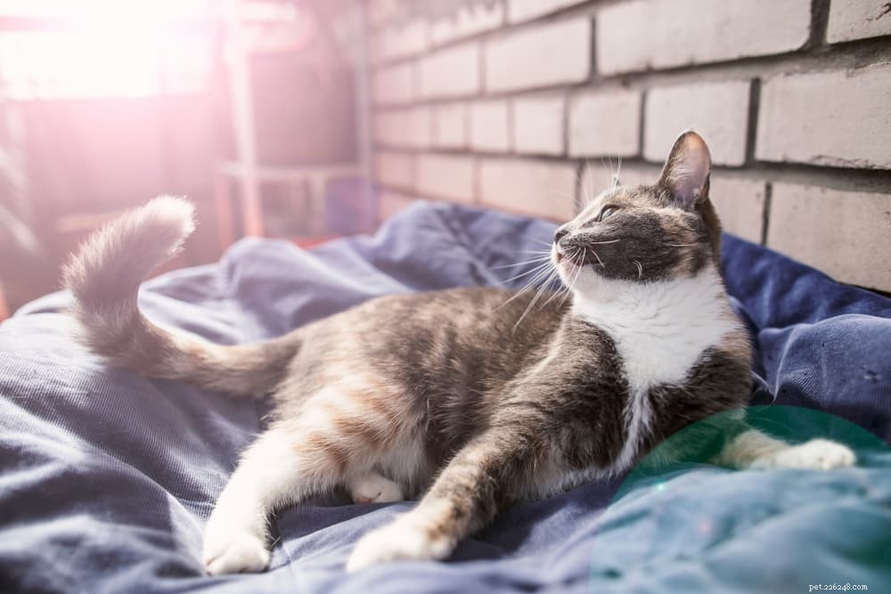 Язык кошачьего хвоста:расшифровка движений вашей кошки