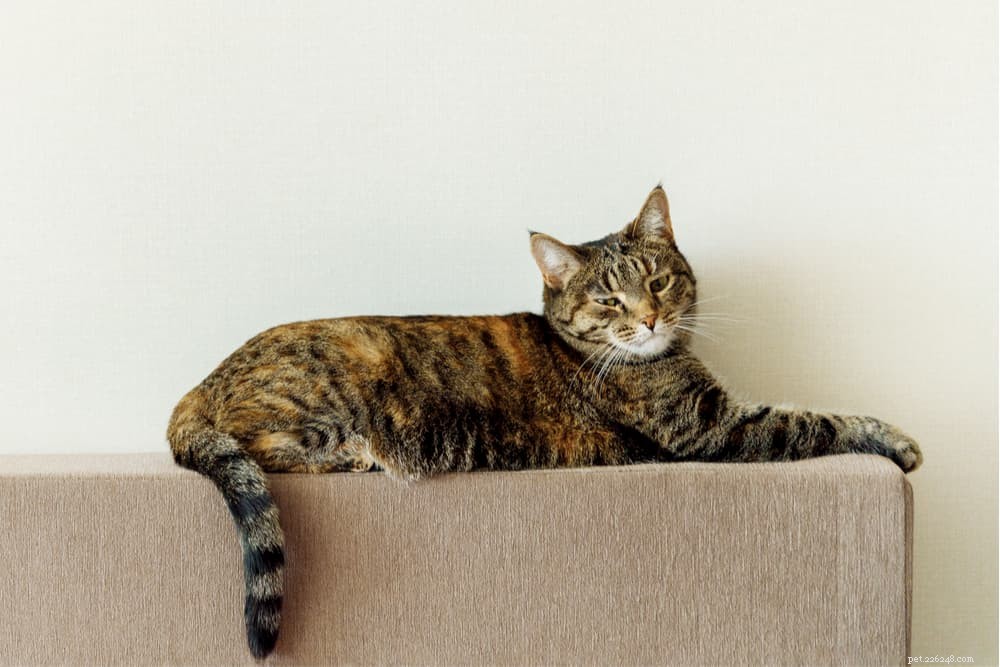 Jazyk kočičího ocasu:Dekódování švihnutí vaší kočky