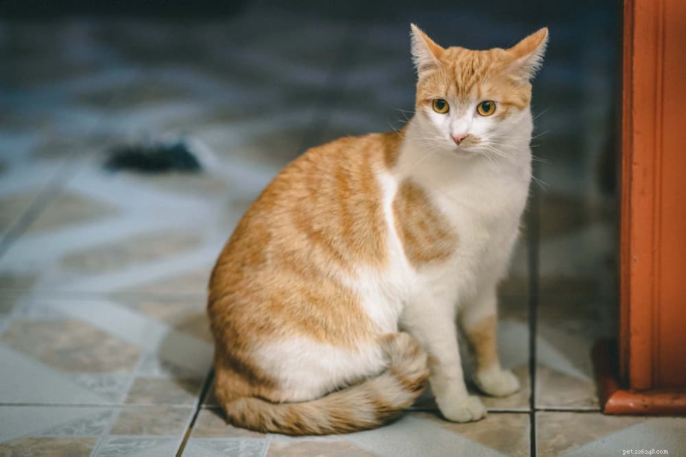 고양이 꼬리 언어:고양이의 제스처 해독