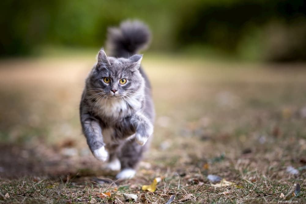 Jazyk kočičího ocasu:Dekódování švihnutí vaší kočky