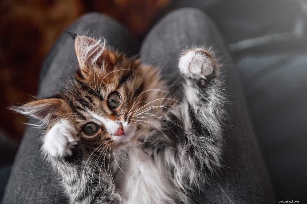 Hur exakt spinner katter?