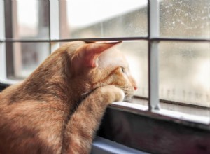 10 cose da evitare quando si lascia il gatto da solo