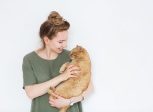 Rätt sätt att hämta en katt:en steg-för-steg-guide