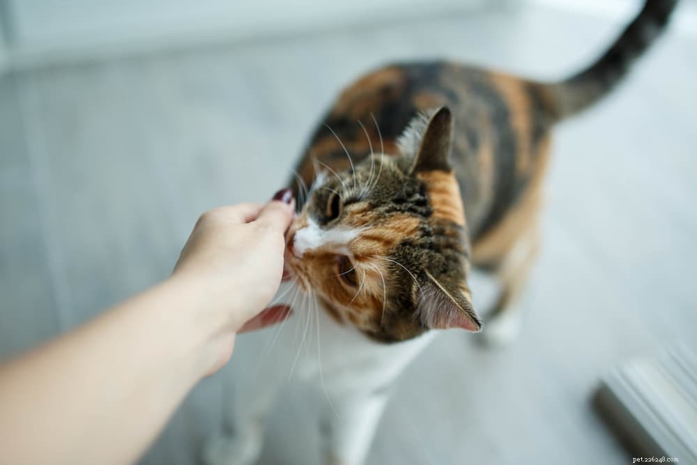Správný způsob, jak zvednout kočku:Průvodce krok za krokem
