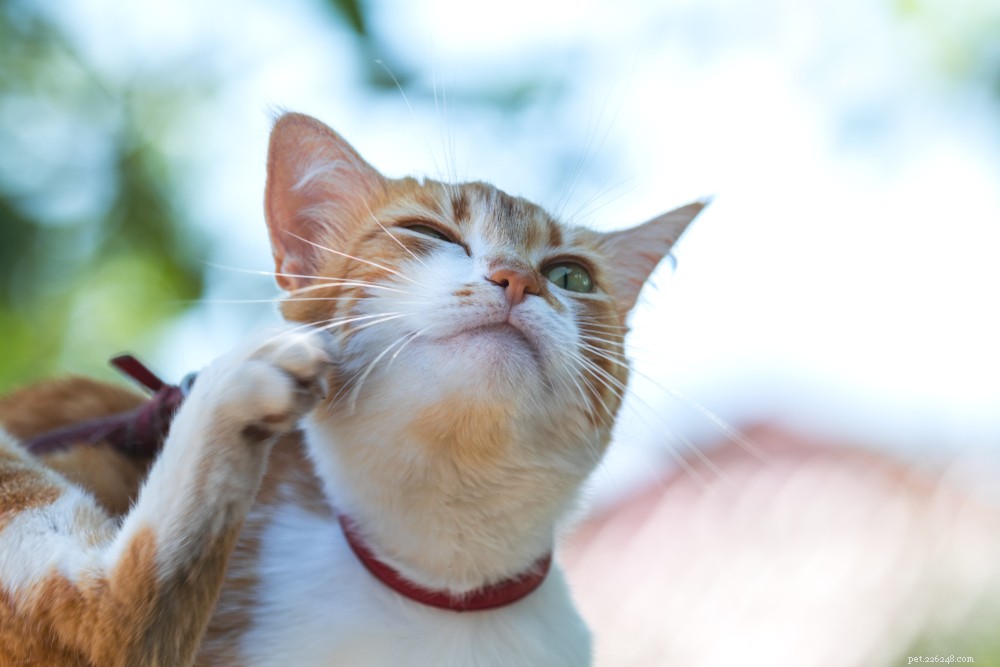 Cat Head Bobbing:Why It Happens