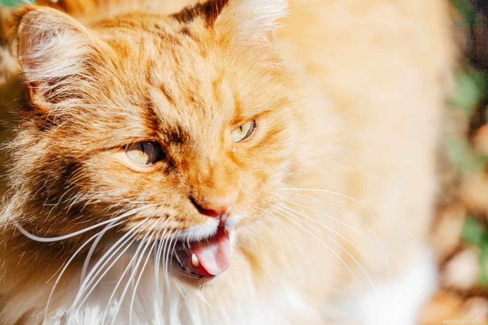 Cat Head Bobbing:Why It Happens
