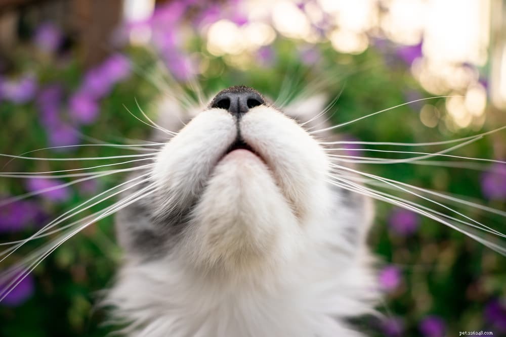 Vilka lukter hatar katter?