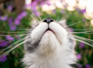 Welke geuren haten katten?