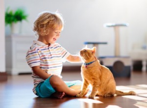 Barn och katter:10 tips för att främja bindning