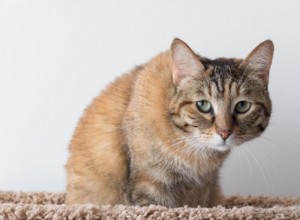 Cat Crouching:waarom ze het doen