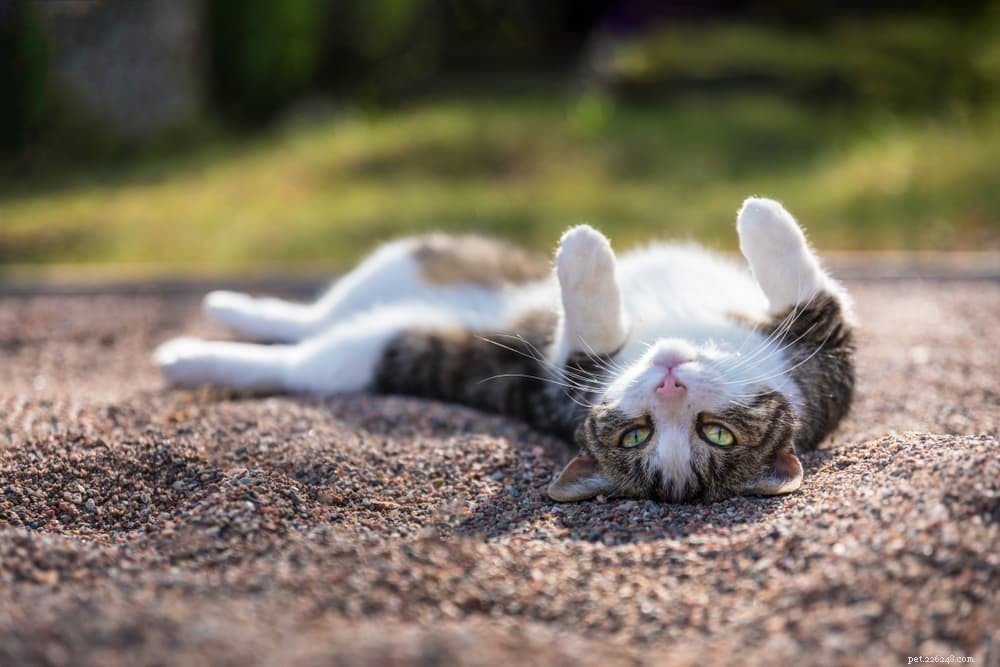 Por que os gatos rolam na terra?