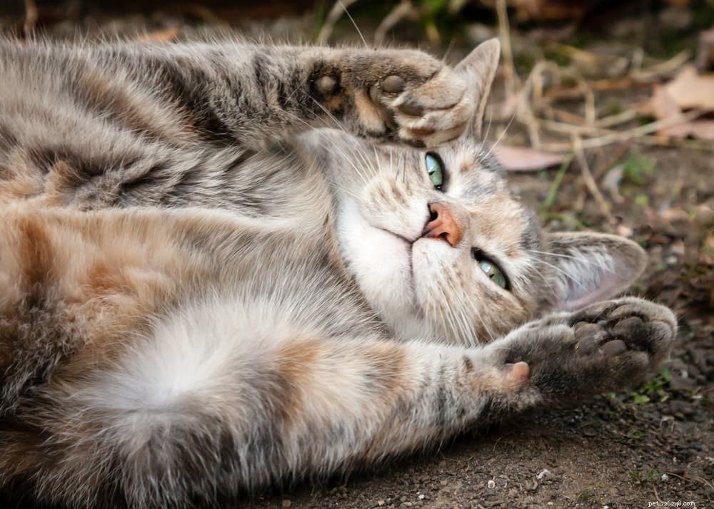 Pourquoi les chats se roulent-ils dans la terre ?