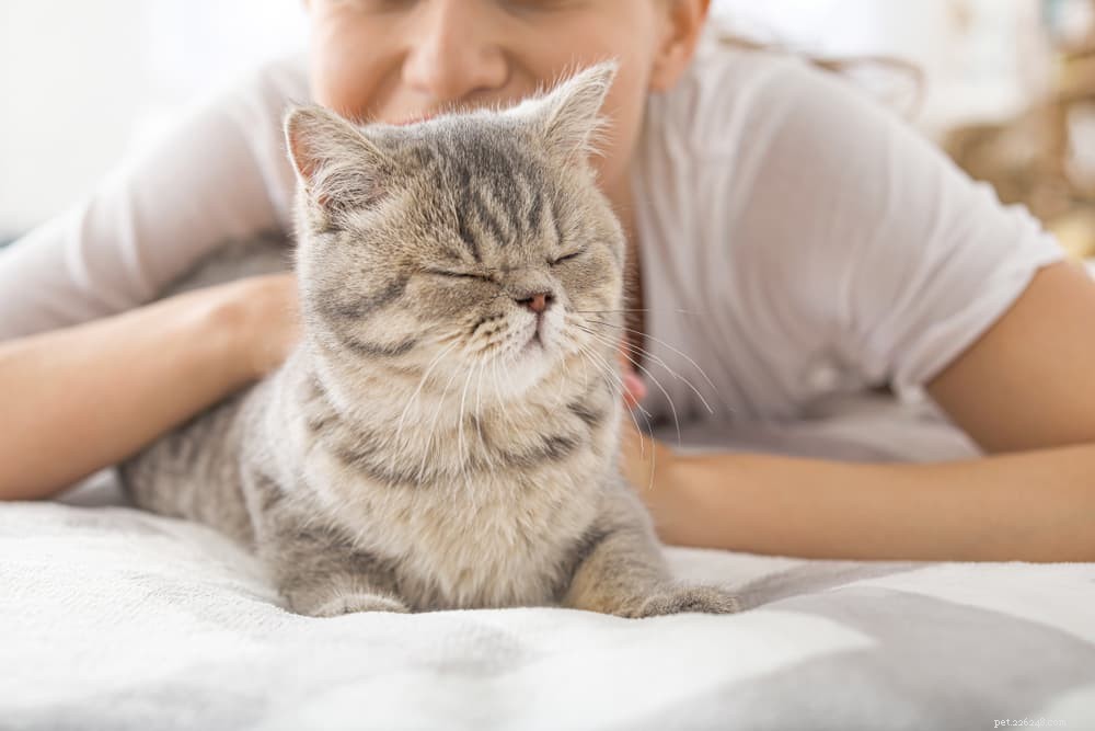 Houdt uw kat van u? 11 manieren om te vertellen