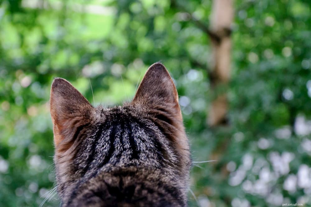 Mozek vaší kočky:11 bláznivých faktů, které jste nevěděli