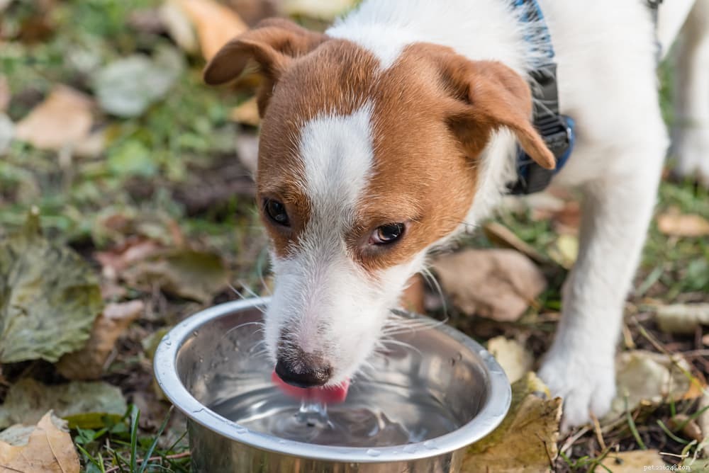 Hoeveel water moet een hond drinken?