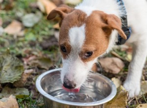 Hoeveel water moet een hond drinken?